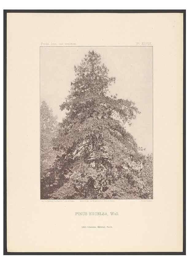 Reproducción/Reproduction 48307415917: Iconographie des conifères /. Paris :Librairie des sciences naturelles :[1912-1914].. 