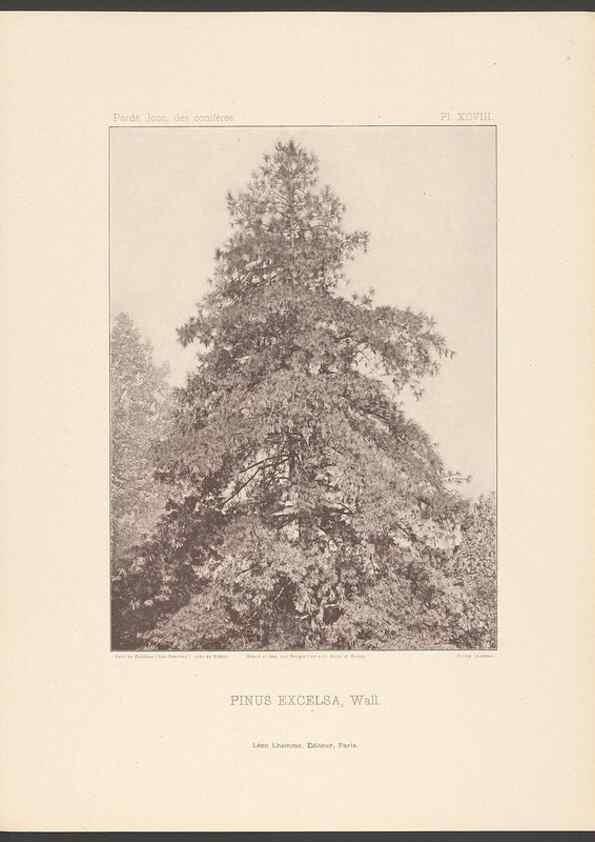 Reproducción/Reproduction 48307415917: Iconographie des conifères /. Paris :Librairie des sciences naturelles :[1912-1914].. 