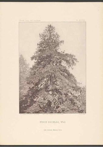 Reproducción/Reproduction 48307415917: Iconographie des conifères /. Paris :Librairie des sciences naturelles :[1912-1914].. 