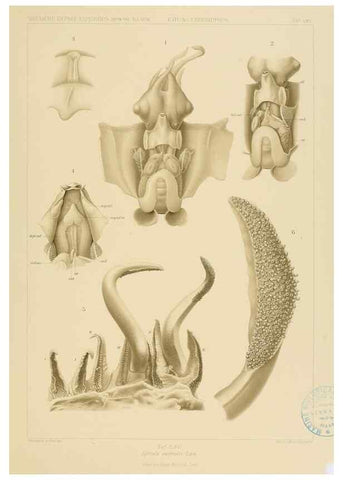 Reproducción/Reproduction 48307302797: Die Cephalopoden,. [Jena],G. Fischer,1910-1915.. 