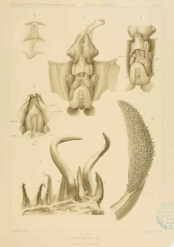 Reproducción/Reproduction 48307302797: Die Cephalopoden,. [Jena],G. Fischer,1910-1915.. 