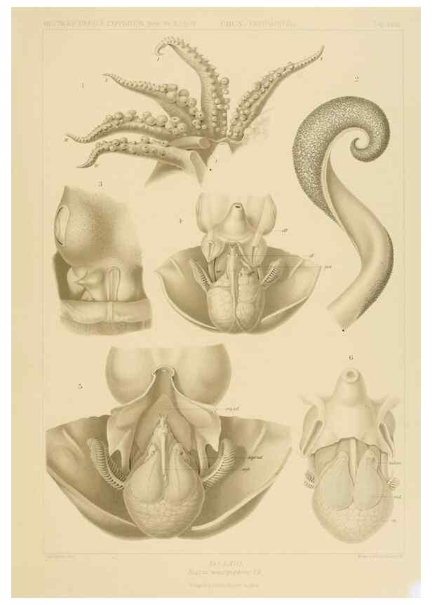 Reproducción/Reproduction 48307302197: Die Cephalopoden,. [Jena],G. Fischer,1910-1915.. 