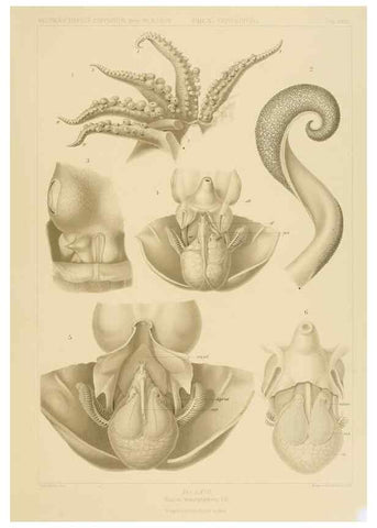 Reproducción/Reproduction 48307302197: Die Cephalopoden,. [Jena],G. Fischer,1910-1915.. 