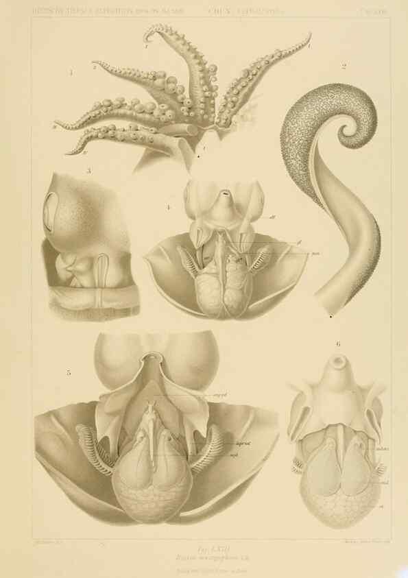 Reproducción/Reproduction 48307302197: Die Cephalopoden,. [Jena],G. Fischer,1910-1915.. 