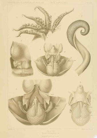 Reproducción/Reproduction 48307302197: Die Cephalopoden,. [Jena],G. Fischer,1910-1915.. 