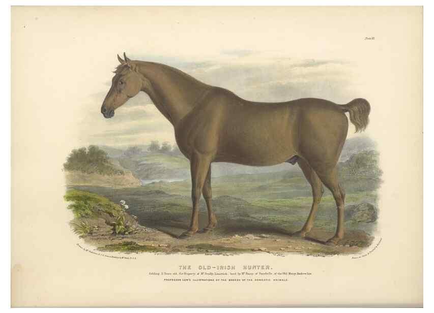 Reproducción/Reproduction 48230603016: The breeds of the domestic animals of the British Islands /. London, England :Longman, Orme, Brown, Green, and Longmans,1842.. 