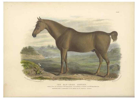 Reproducción/Reproduction 48230603016: The breeds of the domestic animals of the British Islands /. London, England :Longman, Orme, Brown, Green, and Longmans,1842.. 