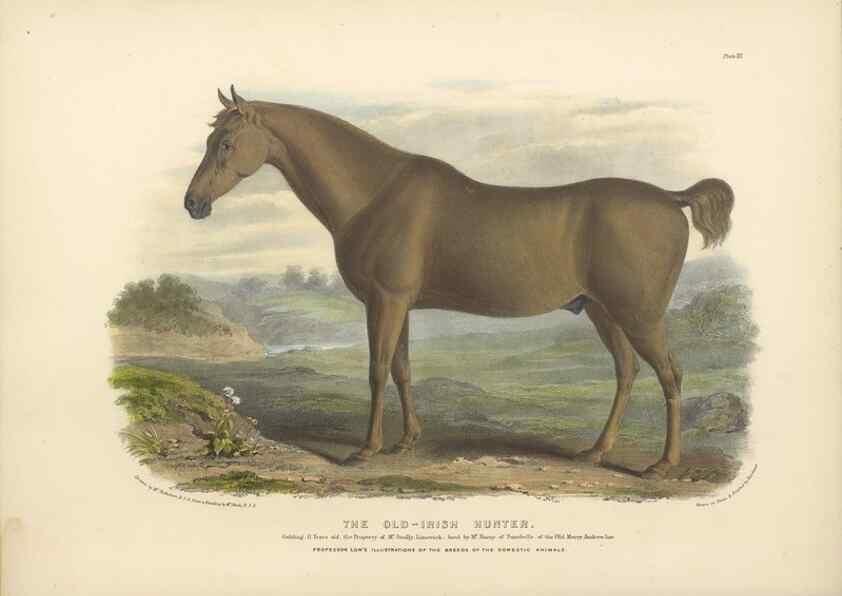 Reproducción/Reproduction 48230603016: The breeds of the domestic animals of the British Islands /. London, England :Longman, Orme, Brown, Green, and Longmans,1842.. 