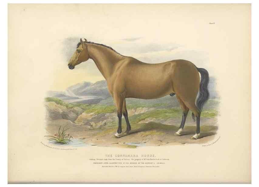 Reproducción/Reproduction 48230603381: The breeds of the domestic animals of the British Islands /. London, England :Longman, Orme, Brown, Green, and Longmans,1842.. 