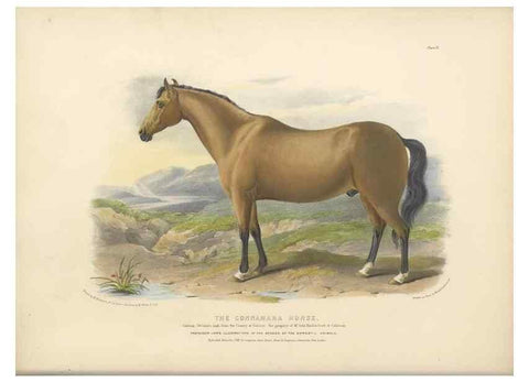 Reproducción/Reproduction 48230603381: The breeds of the domestic animals of the British Islands /. London, England :Longman, Orme, Brown, Green, and Longmans,1842.. 