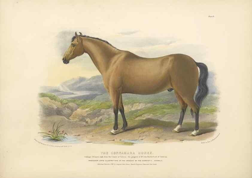 Reproducción/Reproduction 48230603381: The breeds of the domestic animals of the British Islands /. London, England :Longman, Orme, Brown, Green, and Longmans,1842.. 