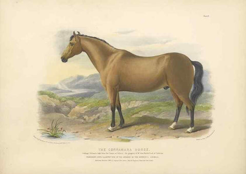 Reproducción/Reproduction 48230603381: The breeds of the domestic animals of the British Islands /. London, England :Longman, Orme, Brown, Green, and Longmans,1842.. 