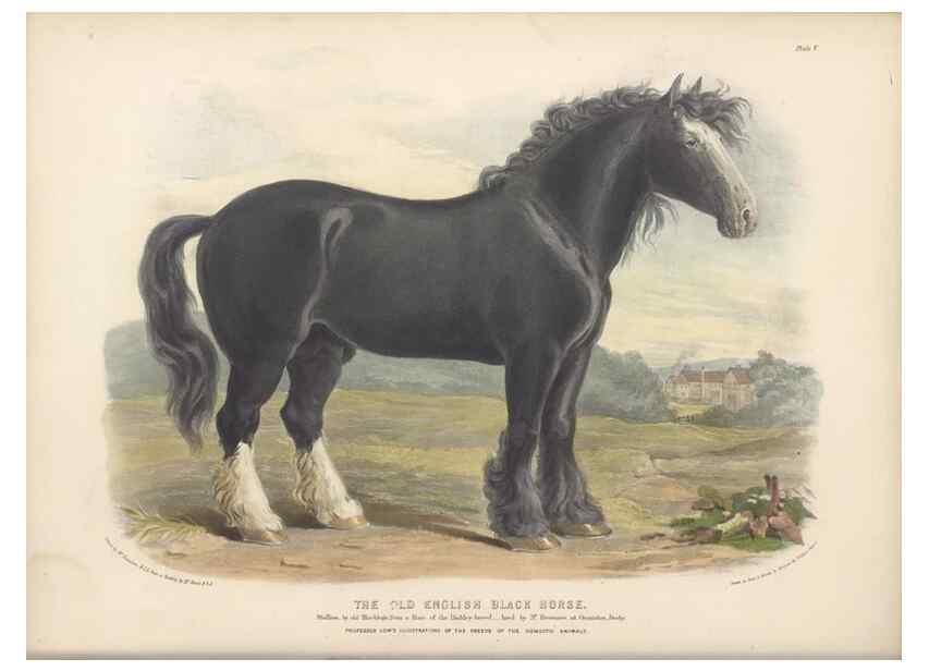 Reproducción/Reproduction 48230603861: The breeds of the domestic animals of the British Islands /. London, England :Longman, Orme, Brown, Green, and Longmans,1842.. 