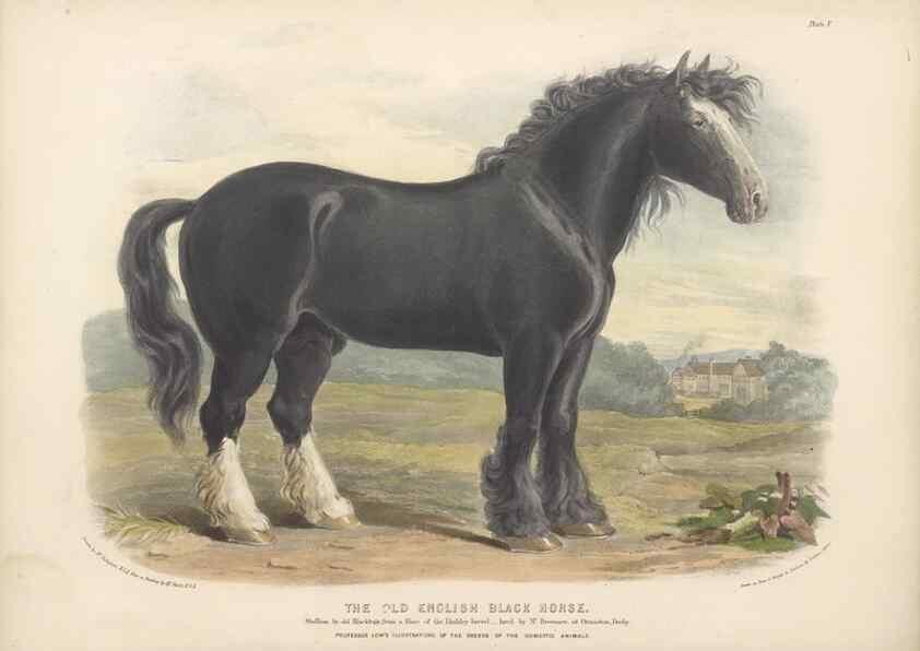Reproducción/Reproduction 48230603861: The breeds of the domestic animals of the British Islands /. London, England :Longman, Orme, Brown, Green, and Longmans,1842.. 