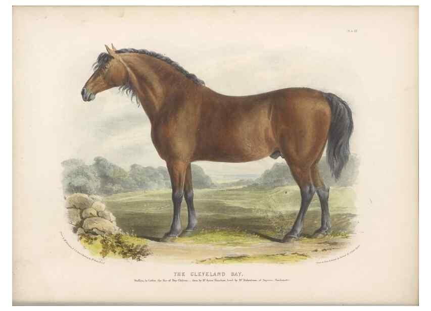 Reproducción/Reproduction 48230674602: The breeds of the domestic animals of the British Islands /. London, England :Longman, Orme, Brown, Green, and Longmans,1842.. 