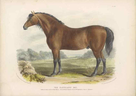Reproducción/Reproduction 48230674602: The breeds of the domestic animals of the British Islands /. London, England :Longman, Orme, Brown, Green, and Longmans,1842.. 