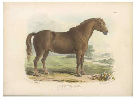 Reproducción/Reproduction 48230604741: The breeds of the domestic animals of the British Islands /. London, England :Longman, Orme, Brown, Green, and Longmans,1842.. 