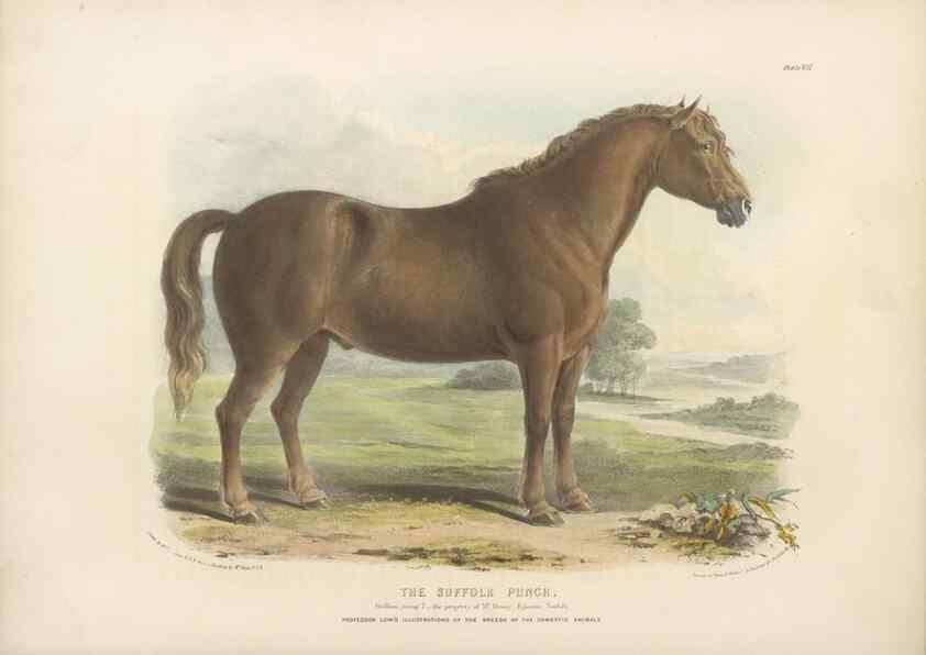 Reproducción/Reproduction 48230604741: The breeds of the domestic animals of the British Islands /. London, England :Longman, Orme, Brown, Green, and Longmans,1842.. 