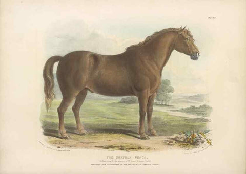 Reproducción/Reproduction 48230604741: The breeds of the domestic animals of the British Islands /. London, England :Longman, Orme, Brown, Green, and Longmans,1842.. 
