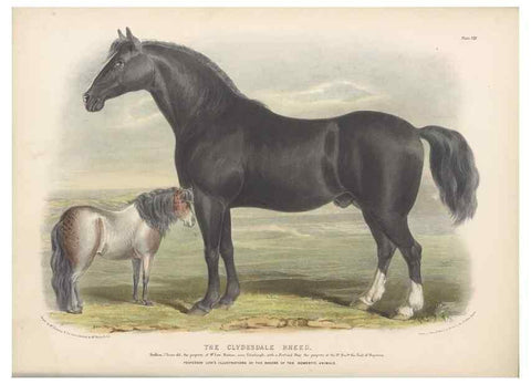 Reproducción/Reproduction 48230675617: The breeds of the domestic animals of the British Islands /. London, England :Longman, Orme, Brown, Green, and Longmans,1842.. 