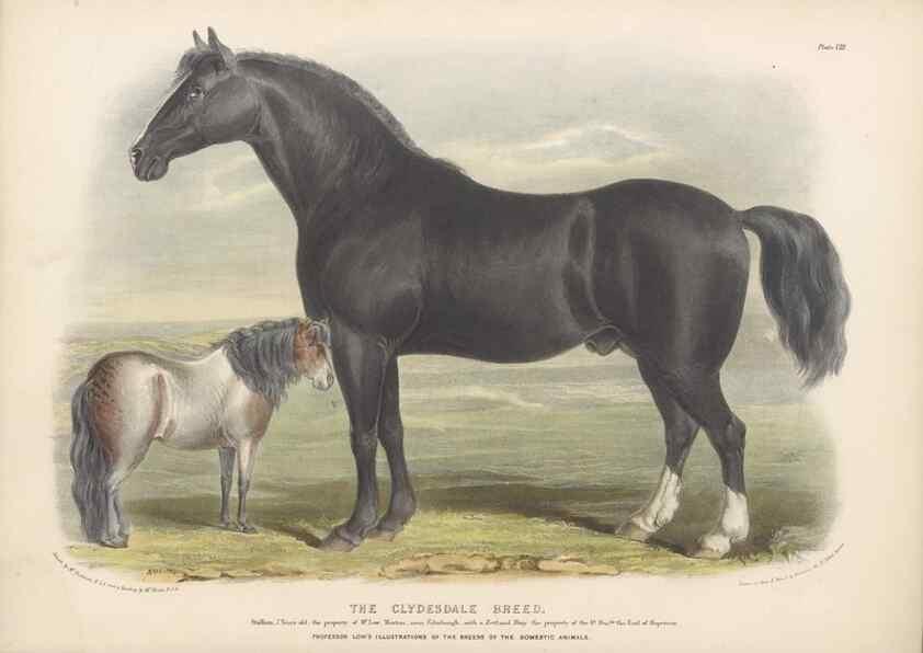 Reproducción/Reproduction 48230675617: The breeds of the domestic animals of the British Islands /. London, England :Longman, Orme, Brown, Green, and Longmans,1842.. 