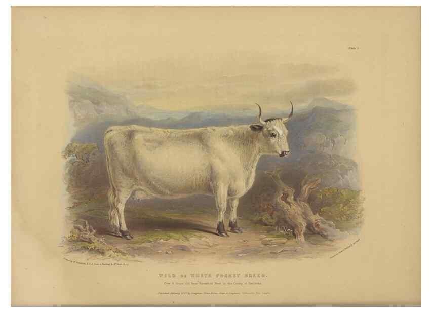 Reproducción/Reproduction 48230676497: The breeds of the domestic animals of the British Islands /. London, England :Longman, Orme, Brown, Green, and Longmans,1842.. 