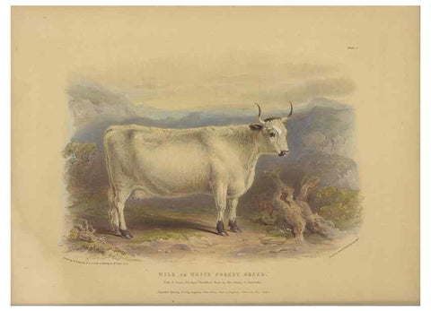 Reproducción/Reproduction 48230676497: The breeds of the domestic animals of the British Islands /. London, England :Longman, Orme, Brown, Green, and Longmans,1842.. 