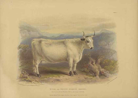 Reproducción/Reproduction 48230676497: The breeds of the domestic animals of the British Islands /. London, England :Longman, Orme, Brown, Green, and Longmans,1842.. 