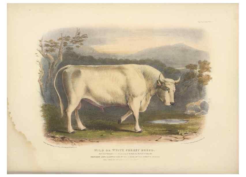 Reproducción/Reproduction 48230606381: The breeds of the domestic animals of the British Islands /. London, England :Longman, Orme, Brown, Green, and Longmans,1842.. 