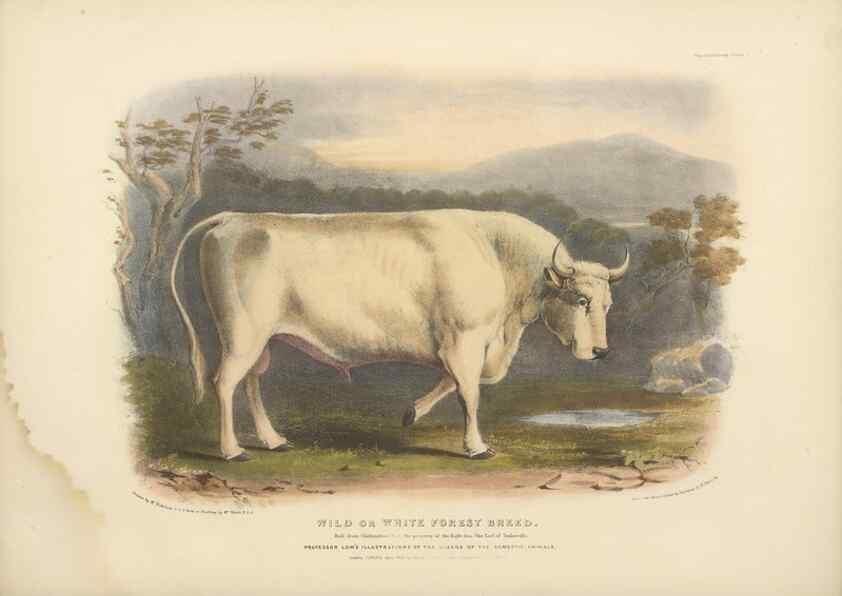 Reproducción/Reproduction 48230606381: The breeds of the domestic animals of the British Islands /. London, England :Longman, Orme, Brown, Green, and Longmans,1842.. 