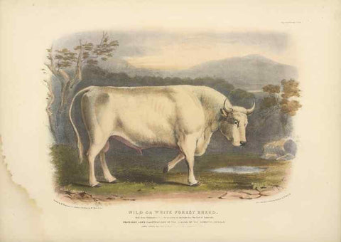 Reproducción/Reproduction 48230606381: The breeds of the domestic animals of the British Islands /. London, England :Longman, Orme, Brown, Green, and Longmans,1842.. 