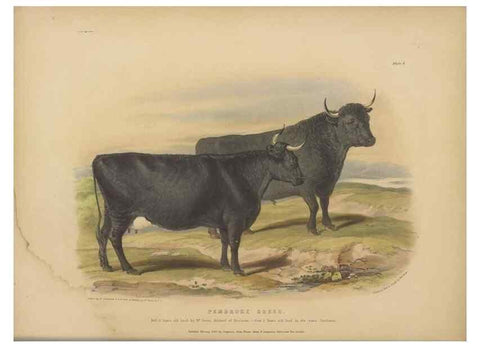 Reproducción/Reproduction 48230606931: The breeds of the domestic animals of the British Islands /. London, England :Longman, Orme, Brown, Green, and Longmans,1842.. 