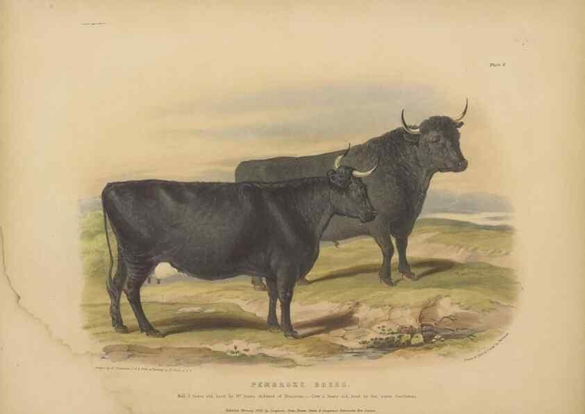 Reproducción/Reproduction 48230606931: The breeds of the domestic animals of the British Islands /. London, England :Longman, Orme, Brown, Green, and Longmans,1842.. 