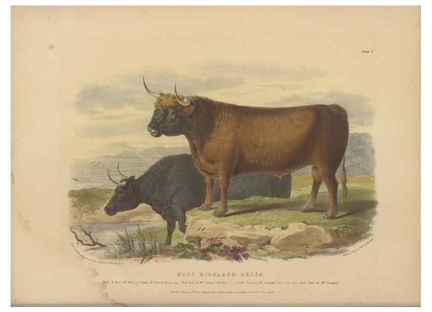 Reproducción/Reproduction 48230607561: The breeds of the domestic animals of the British Islands /. London, England :Longman, Orme, Brown, Green, and Longmans,1842.. 