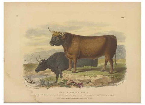 Reproducción/Reproduction 48230607561: The breeds of the domestic animals of the British Islands /. London, England :Longman, Orme, Brown, Green, and Longmans,1842.. 