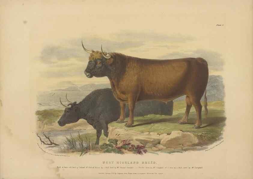 Reproducción/Reproduction 48230607561: The breeds of the domestic animals of the British Islands /. London, England :Longman, Orme, Brown, Green, and Longmans,1842.. 