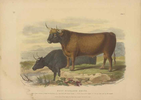 Reproducción/Reproduction 48230607561: The breeds of the domestic animals of the British Islands /. London, England :Longman, Orme, Brown, Green, and Longmans,1842.. 