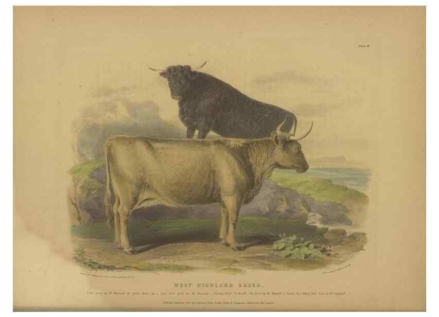 Reproducción/Reproduction 48230608196: The breeds of the domestic animals of the British Islands /. London, England :Longman, Orme, Brown, Green, and Longmans,1842.. 