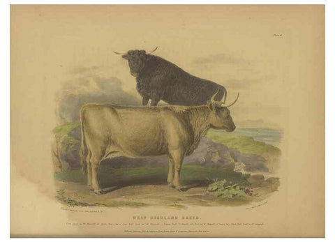 Reproducción/Reproduction 48230608196: The breeds of the domestic animals of the British Islands /. London, England :Longman, Orme, Brown, Green, and Longmans,1842.. 