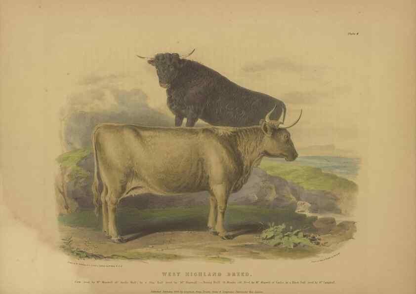 Reproducción/Reproduction 48230608196: The breeds of the domestic animals of the British Islands /. London, England :Longman, Orme, Brown, Green, and Longmans,1842.. 