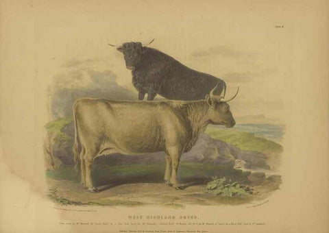 Reproducción/Reproduction 48230608196: The breeds of the domestic animals of the British Islands /. London, England :Longman, Orme, Brown, Green, and Longmans,1842.. 