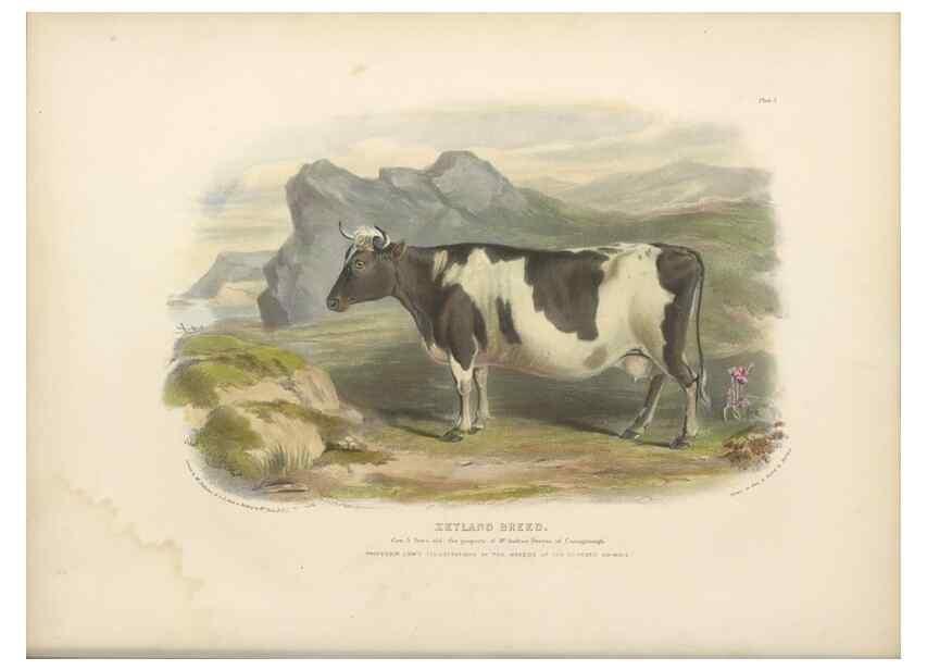 Reproducción/Reproduction 48230679552: The breeds of the domestic animals of the British Islands /. London, England :Longman, Orme, Brown, Green, and Longmans,1842.. 