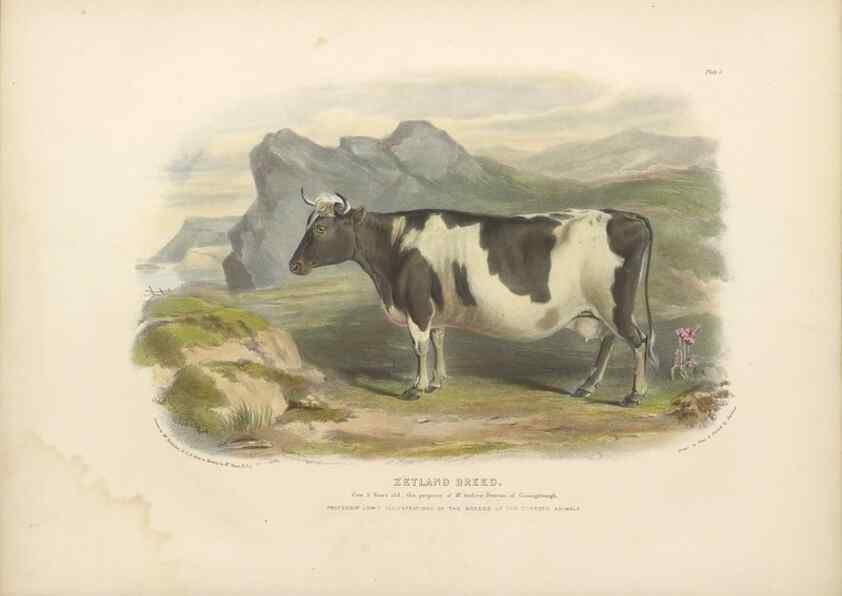 Reproducción/Reproduction 48230679552: The breeds of the domestic animals of the British Islands /. London, England :Longman, Orme, Brown, Green, and Longmans,1842.. 