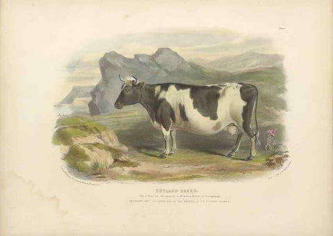 Reproducción/Reproduction 48230679552: The breeds of the domestic animals of the British Islands /. London, England :Longman, Orme, Brown, Green, and Longmans,1842.. 