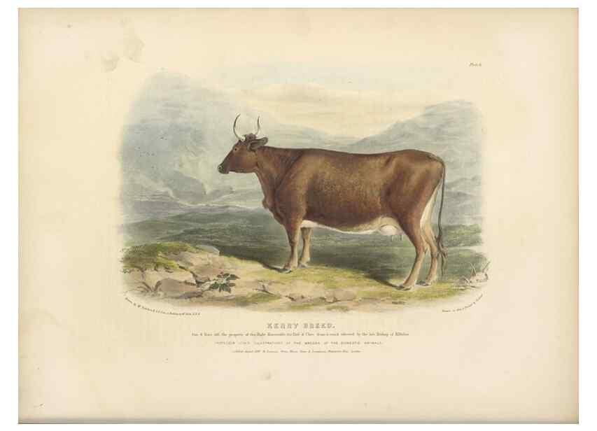 Reproducción/Reproduction 48230680247: The breeds of the domestic animals of the British Islands /. London, England :Longman, Orme, Brown, Green, and Longmans,1842.. 
