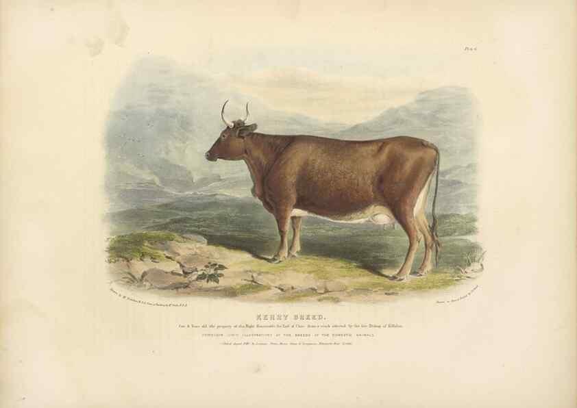 Reproducción/Reproduction 48230680247: The breeds of the domestic animals of the British Islands /. London, England :Longman, Orme, Brown, Green, and Longmans,1842.. 