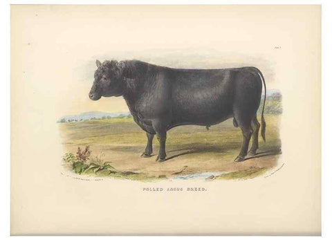 Reproducción/Reproduction 48230724866: The breeds of the domestic animals of the British Islands /. London, England :Longman, Orme, Brown, Green, and Longmans,1842.. 
