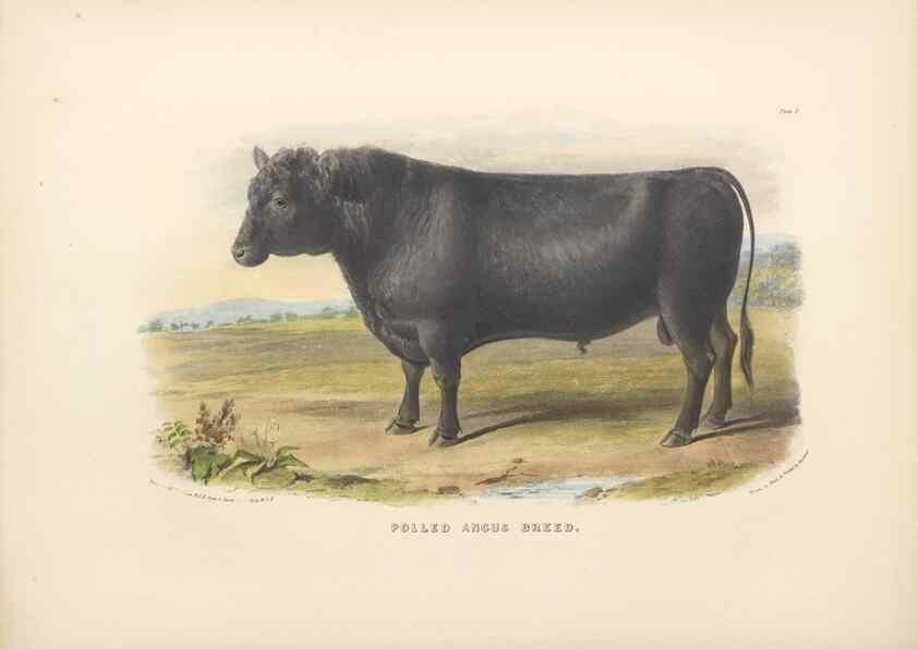 Reproducción/Reproduction 48230724866: The breeds of the domestic animals of the British Islands /. London, England :Longman, Orme, Brown, Green, and Longmans,1842.. 