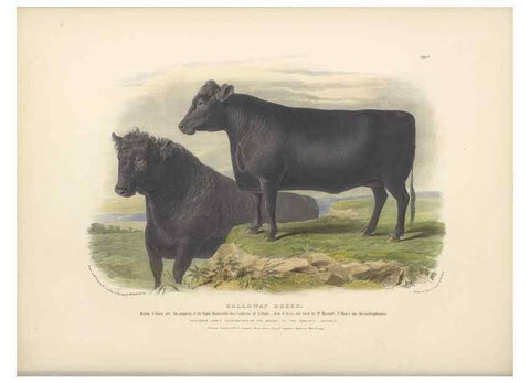 Reproducción/Reproduction 48230725271: The breeds of the domestic animals of the British Islands /. London, England :Longman, Orme, Brown, Green, and Longmans,1842.. 