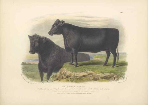 Reproducción/Reproduction 48230725271: The breeds of the domestic animals of the British Islands /. London, England :Longman, Orme, Brown, Green, and Longmans,1842.. 